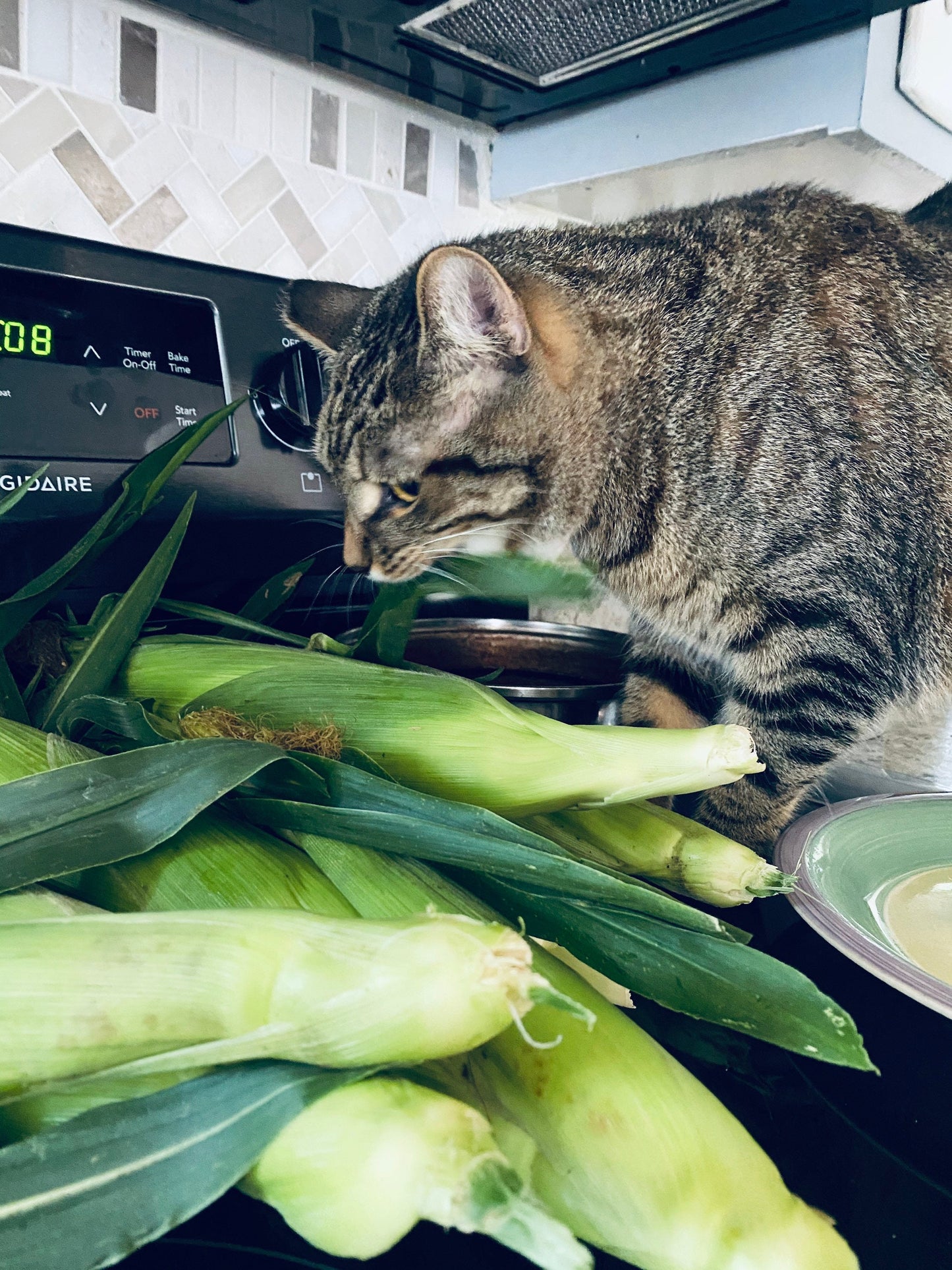 Tip the Cats/Give the Cats a treat