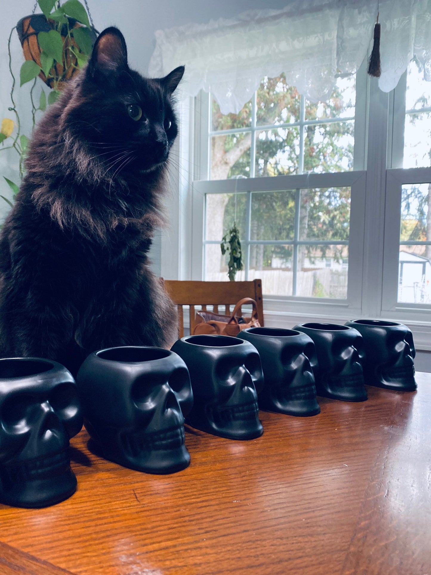 Tip the Cats/Give the Cats a treat
