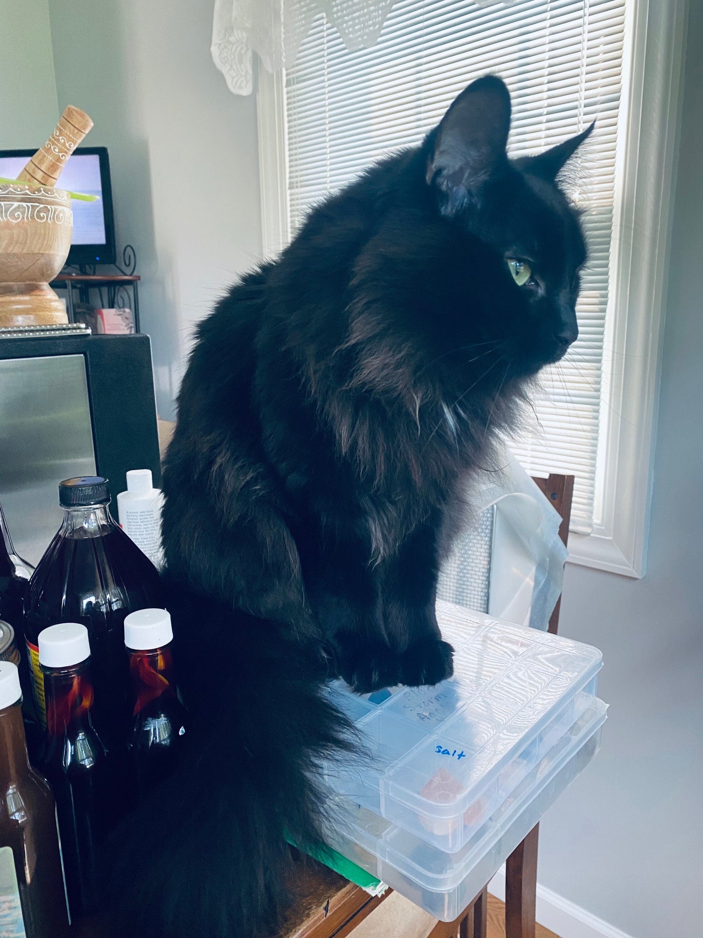 Tip the Cats/Give the Cats a treat