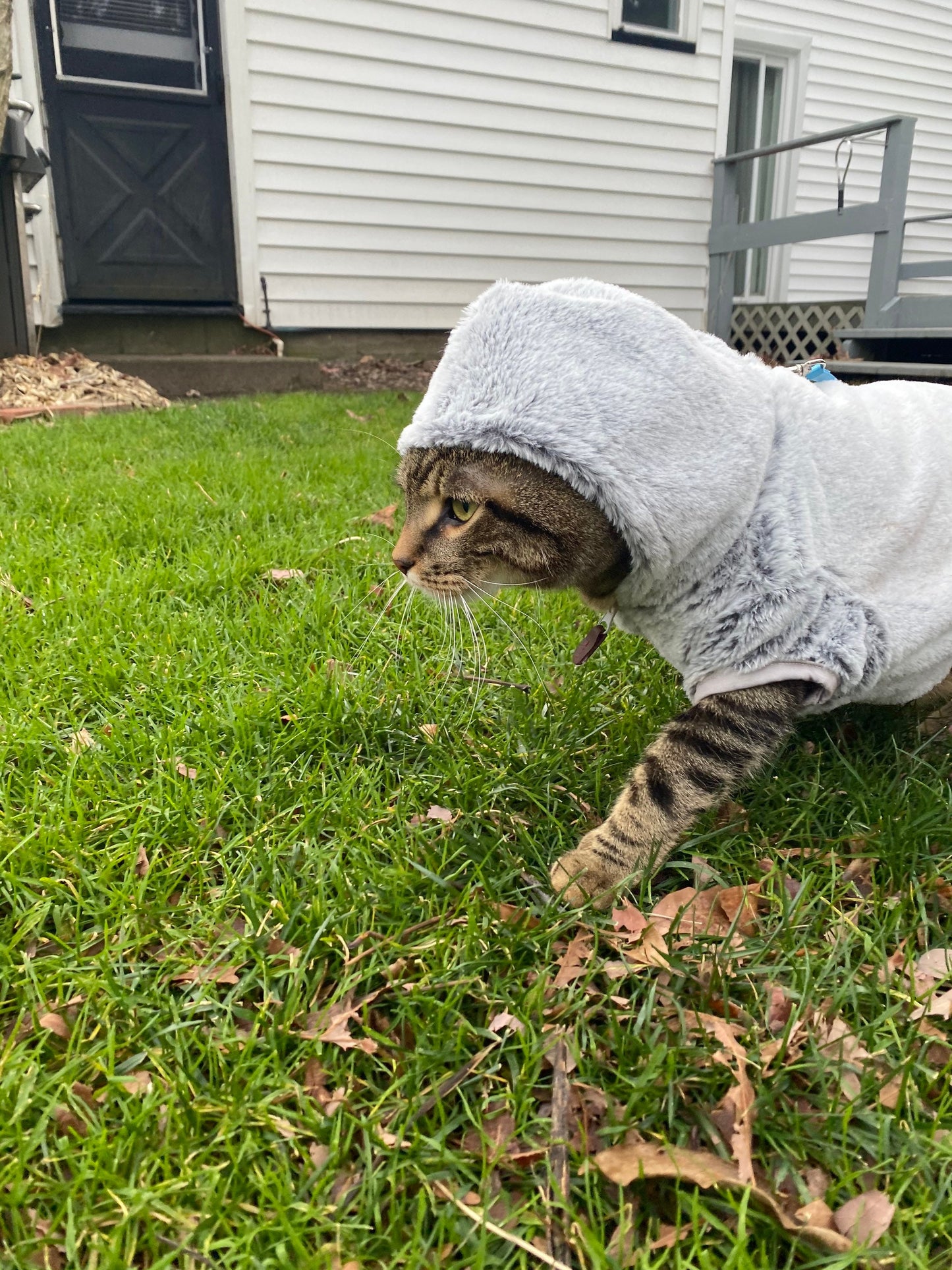 Tip the Cats/Give the Cats a treat