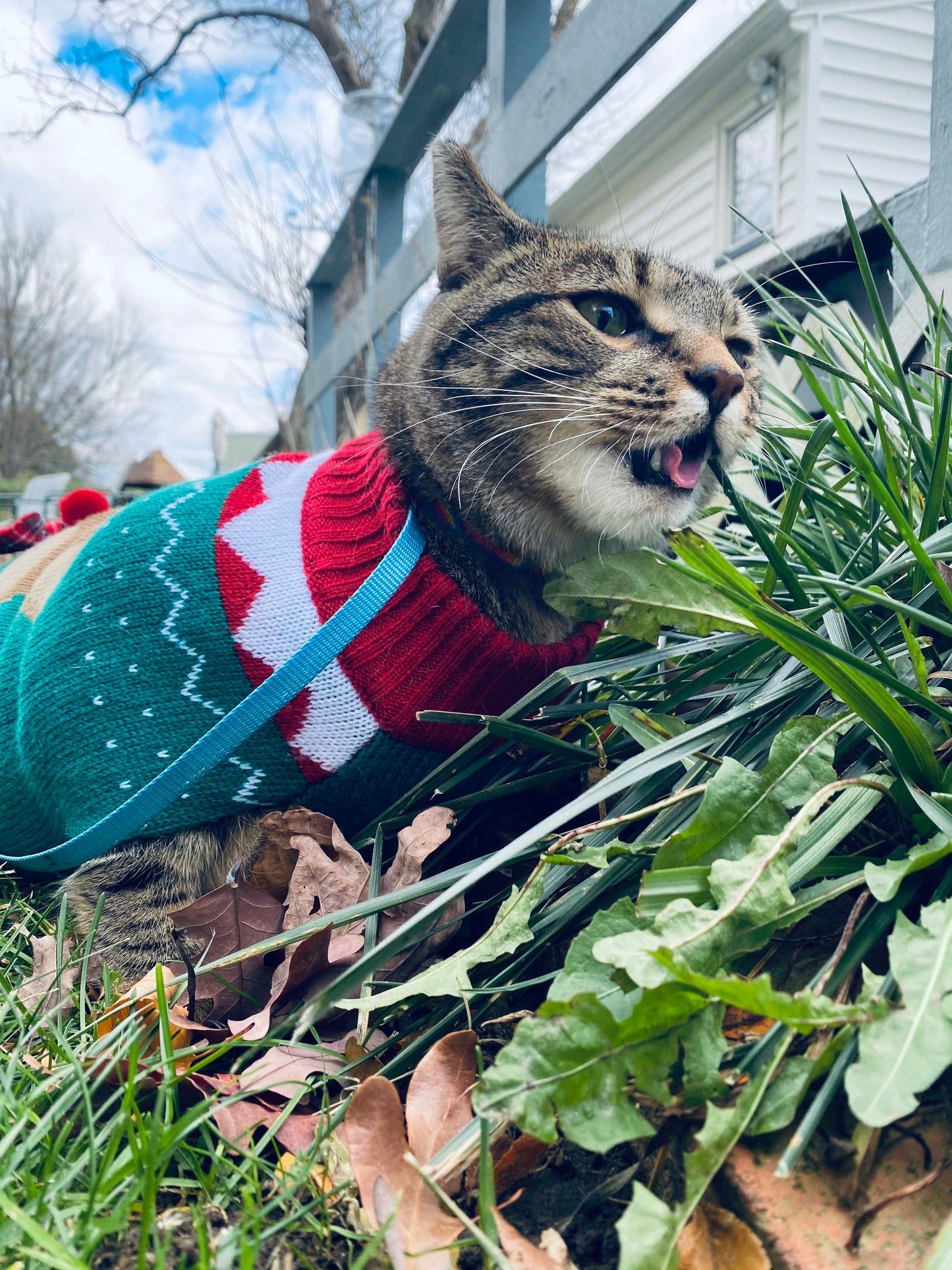 Tip the Cats/Give the Cats a treat
