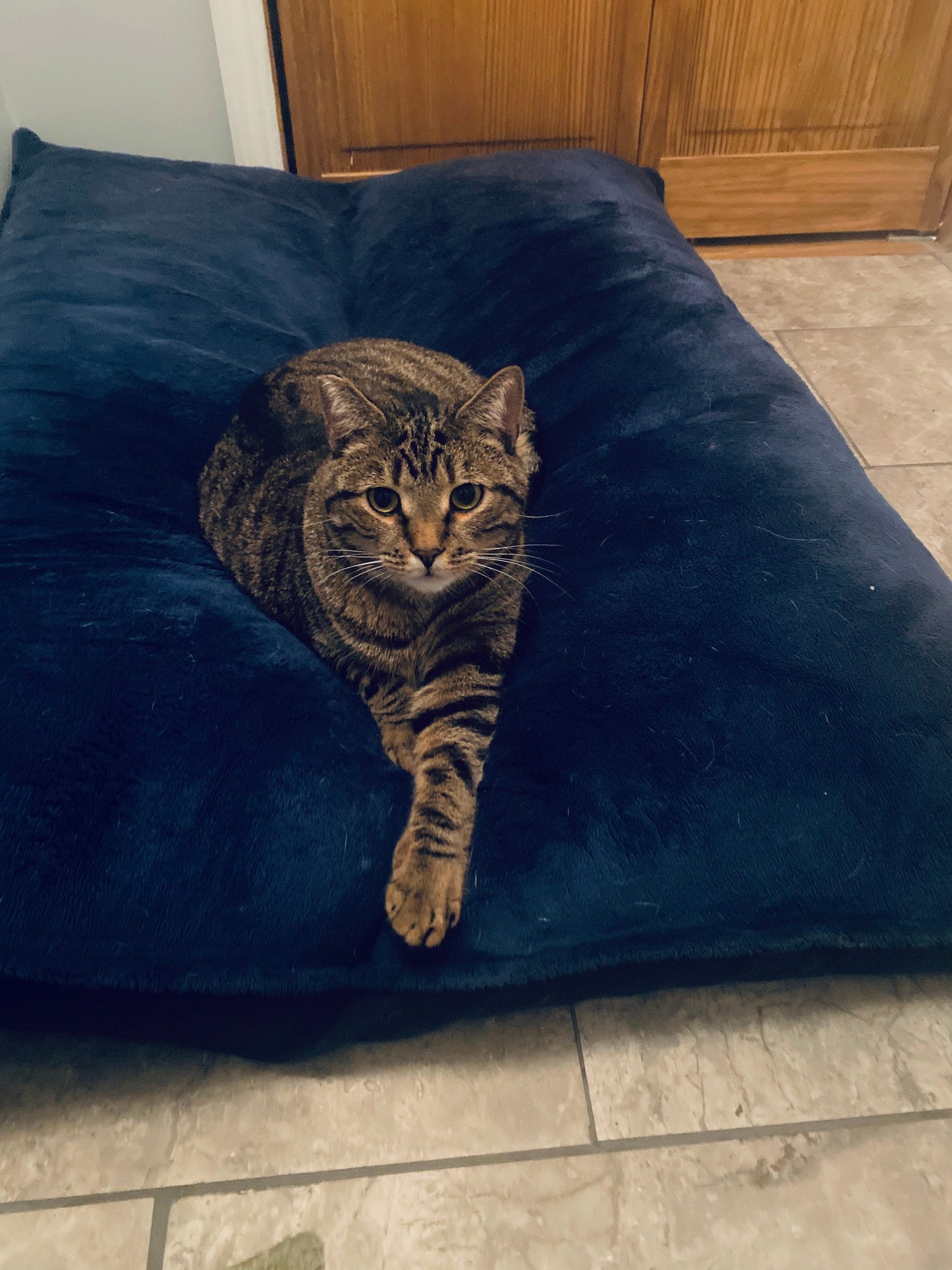 Tip the Cats/Give the Cats a treat