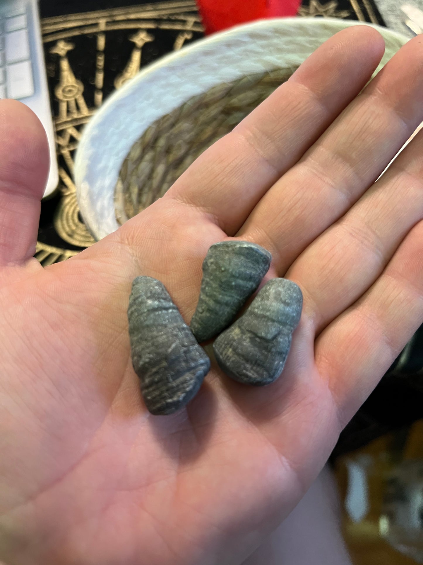 Lucky Stones, Witch Stones &  Fossils from Cayuga Lake