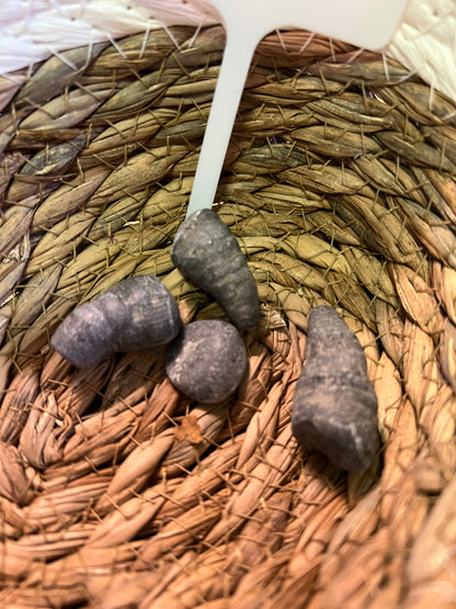 Lucky Stones, Witch Stones &  Fossils from Cayuga Lake