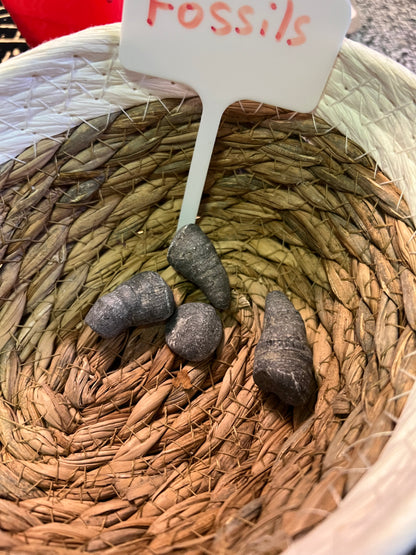 Lucky Stones, Witch Stones &  Fossils from Cayuga Lake