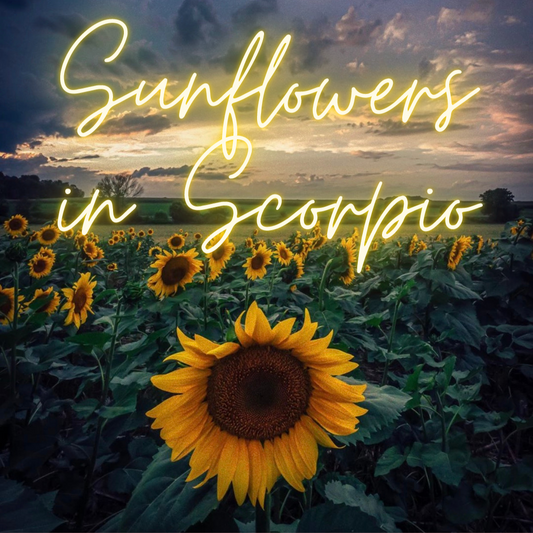 Sunflowers In Scorpio Gift Card