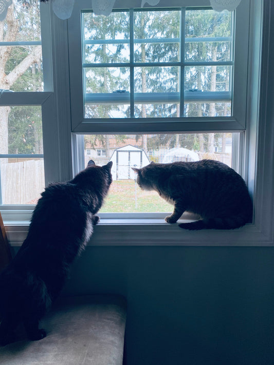 Tip the Cats/Give the Cats a treat